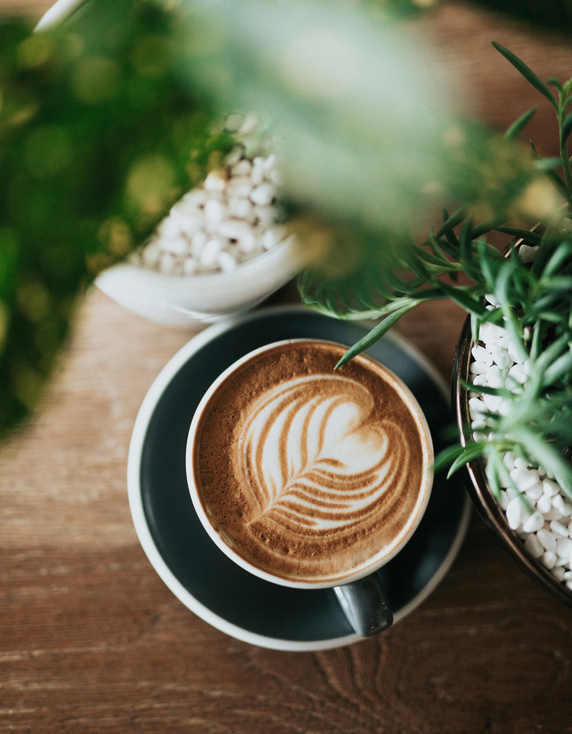 a stock image of a cappuccino and plants